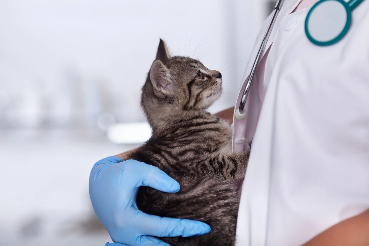 Tabby kitten being held by a person wearing blue gloves and a white lab coat with a stethoscope.